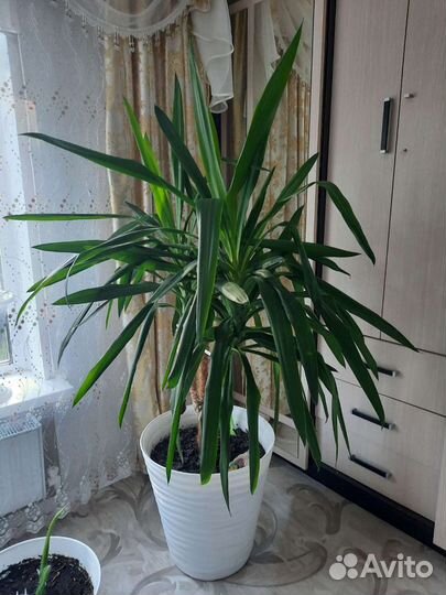 Пальма юкка