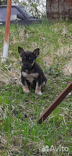 Щенки стандартного бультерьера