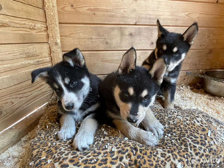 Щенки метисы хаски