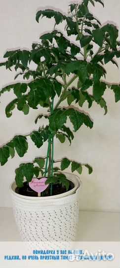 Каменный цветок лучший томат для дома