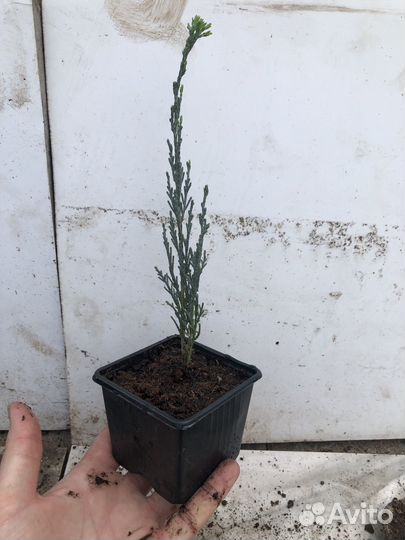Можевельник скайрокет до 25 см