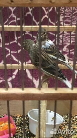 Кенор и два птенца