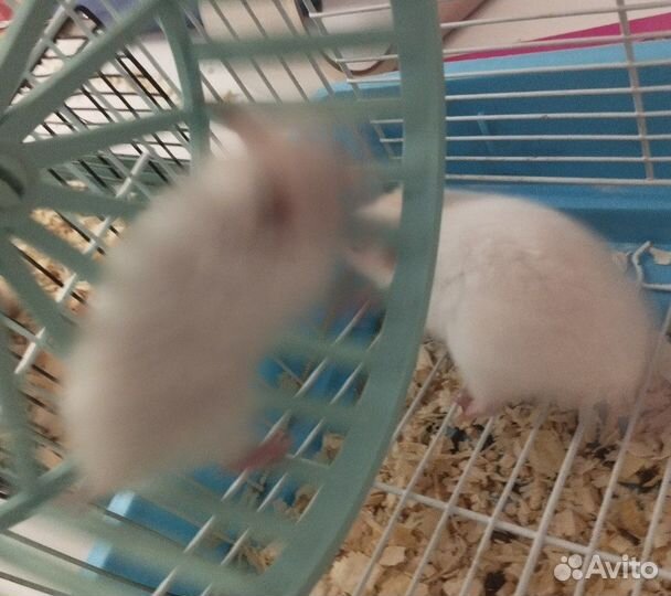 Сирийский хомяк