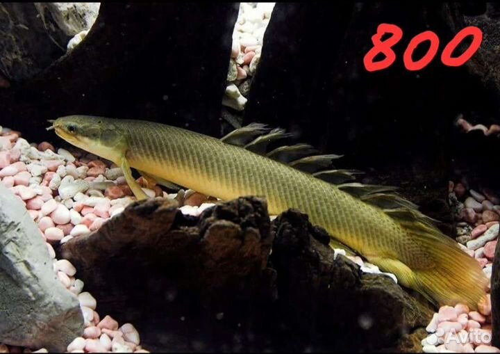 Аквариумные рыбки-экзотика