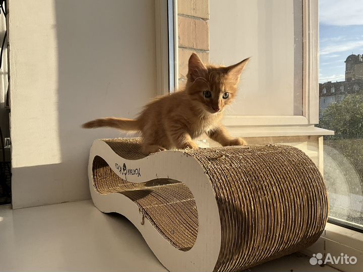 Котенок в добрые руки