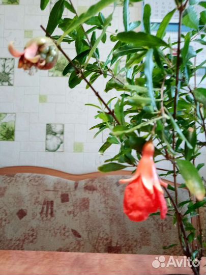 Гранат плодоносящий комнатный