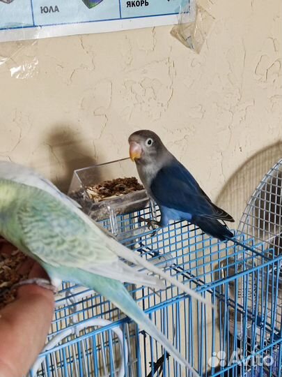 Неразлучник и Волнистые попугайчики