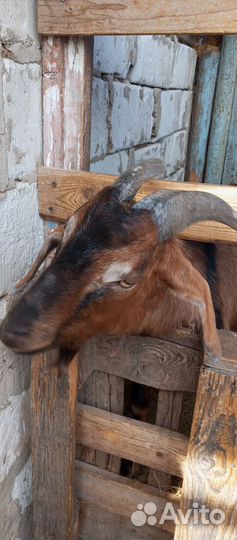 Чешский козёл