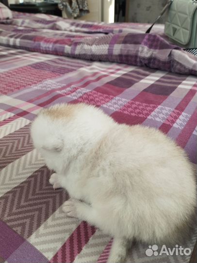 Шотландский котик