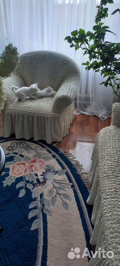 Котенок девочка в добрые руки