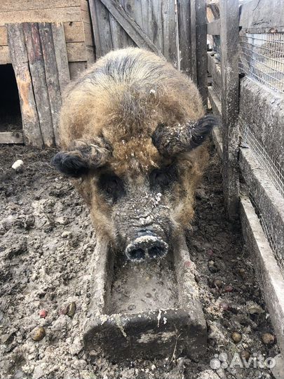 Кабан Венгерской Мангалицы