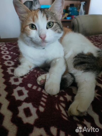 Кошечка в добрые руки бесплатно