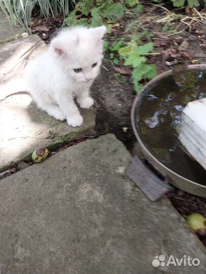 Котики силкерк рекс бесплатно в добрые руки