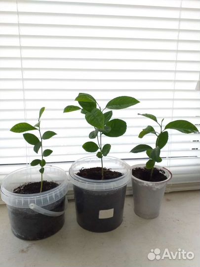 Лимонное деревце