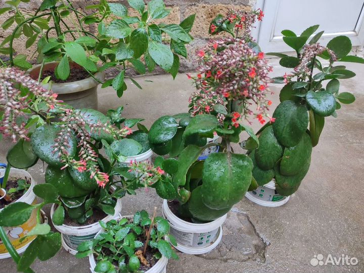 Комнатные растения - каланхоэ, синадениум