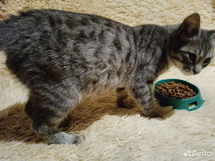 Отдам котёнка в добрые руки