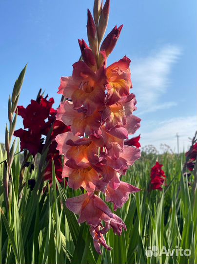 Гладиолусы (луковицы)