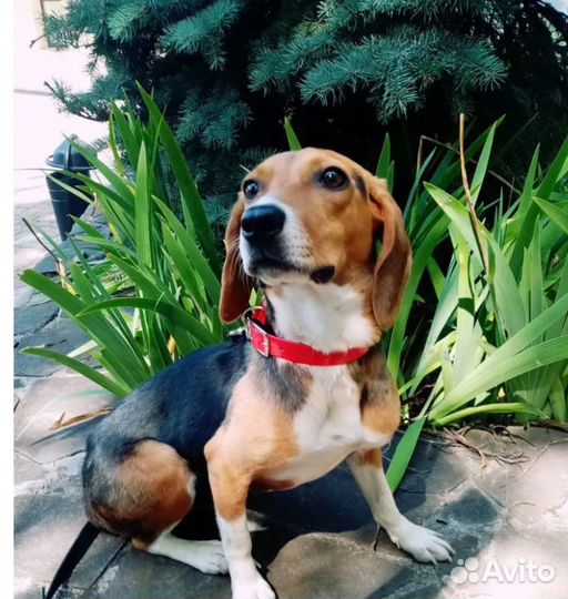 Метис гончей в добрые и ответственные руки