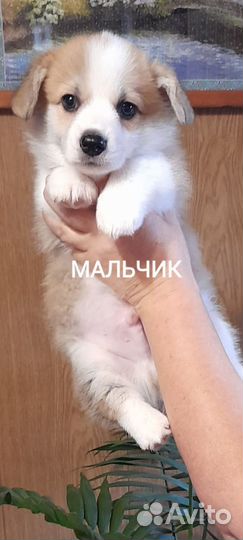 Вельш-корги пемброк
