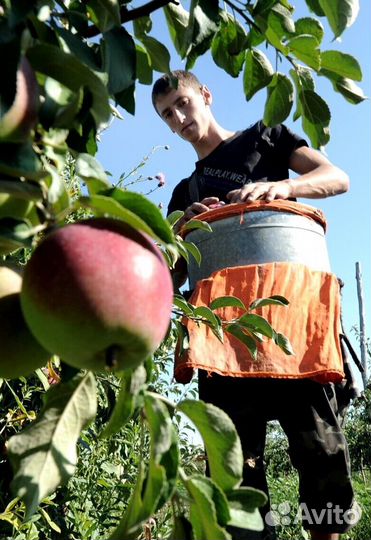 Сборщик яблок