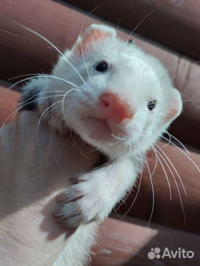 Хорек. Голубые глаза. Доставка