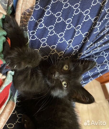 Котенок мальчик в добрые руки