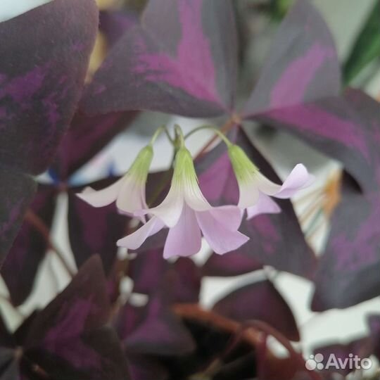 Кислица (цветок счастья)