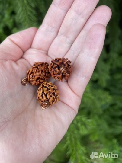 Рудракша трехликая, 2 см