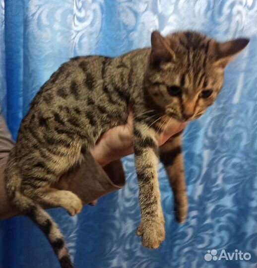 Бенгальская