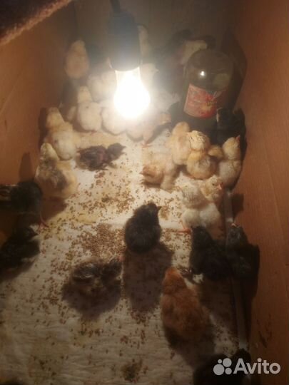 Цыплята суточные