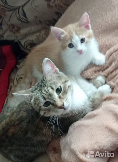 Котенок рыжий