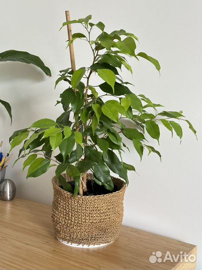 Фикус бенджамина