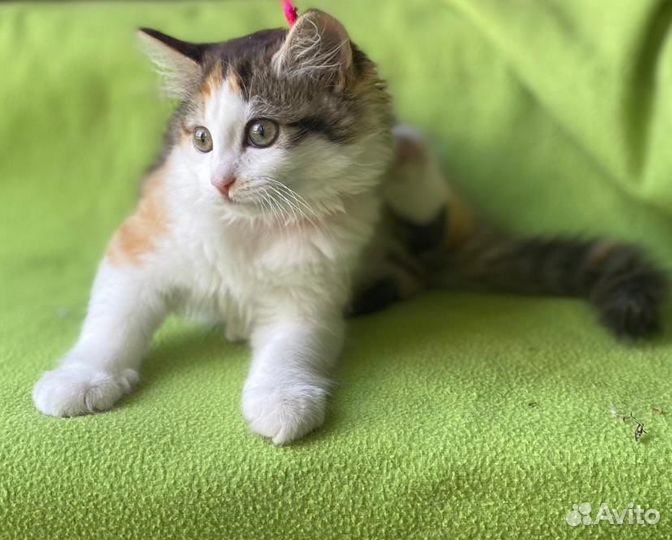 Красавица Стеша трехцветное Чудо ищет семью