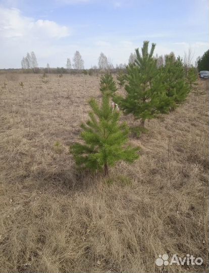 Сосна / Ель / Кедр осенняя зимняя посадка