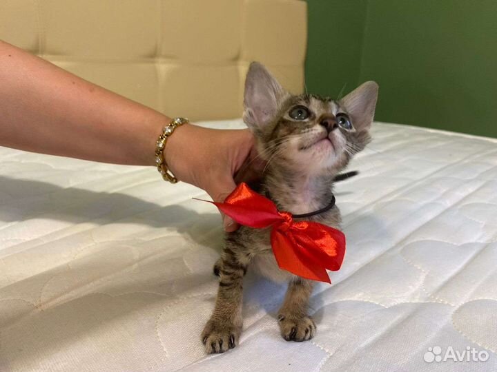 Ориентальные котята тигрового окраса