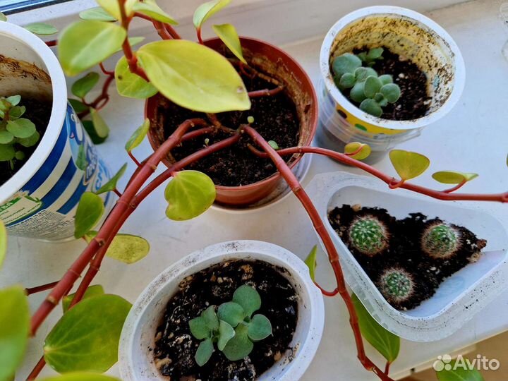 Комнатные цветы