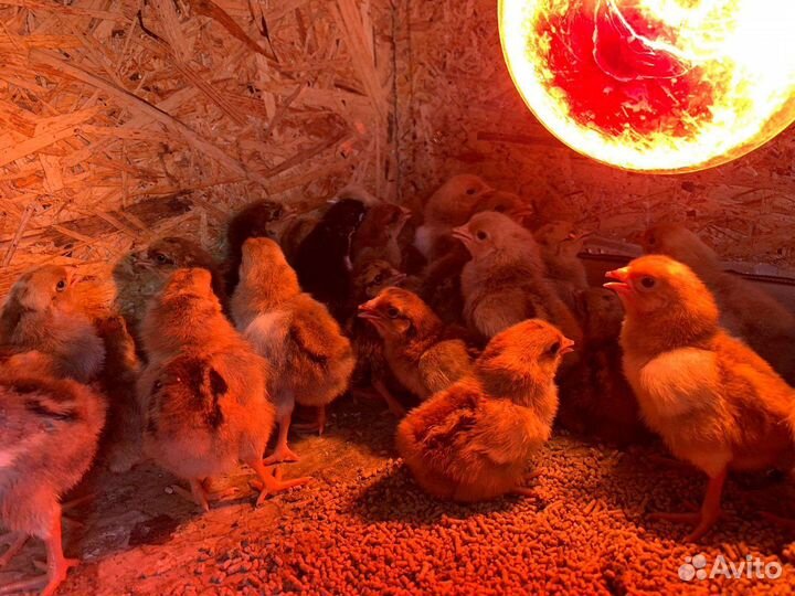 Цыплята суточные кучинская юбилейная