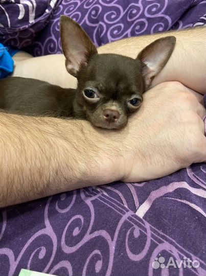 Вязка кобель чихуахуа