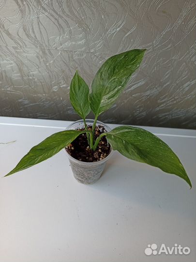 Спатифиллум домино