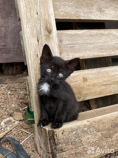 Котенок мальчик бесплатно