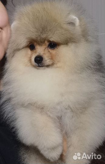 Шпицули мини мишки