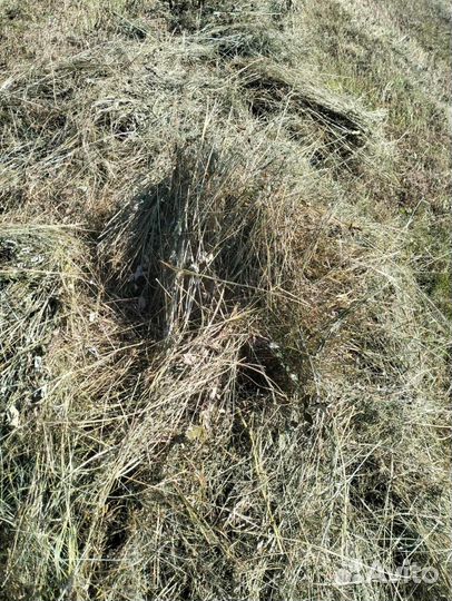 Продам сено в рулонах