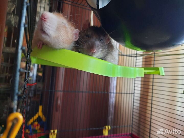 Передержка, зооняня или присмотр мелкие животные