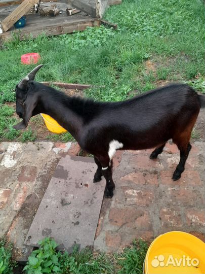 Молочные продукты. Козочки и козлик