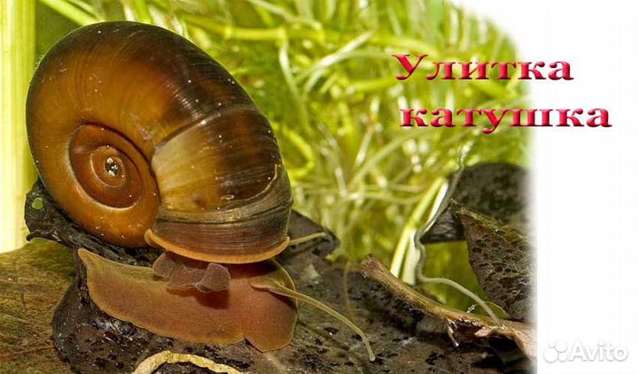 Улитки катушки