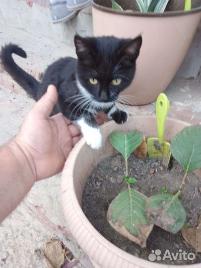 Котенок в добрые руки