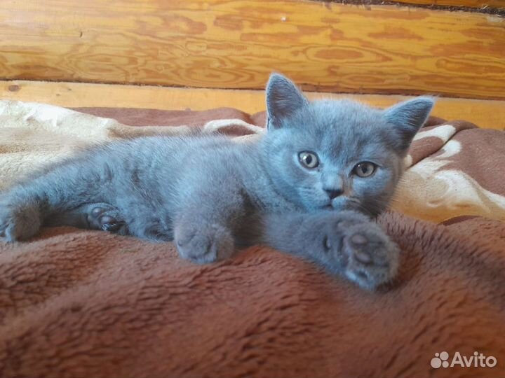 Британская