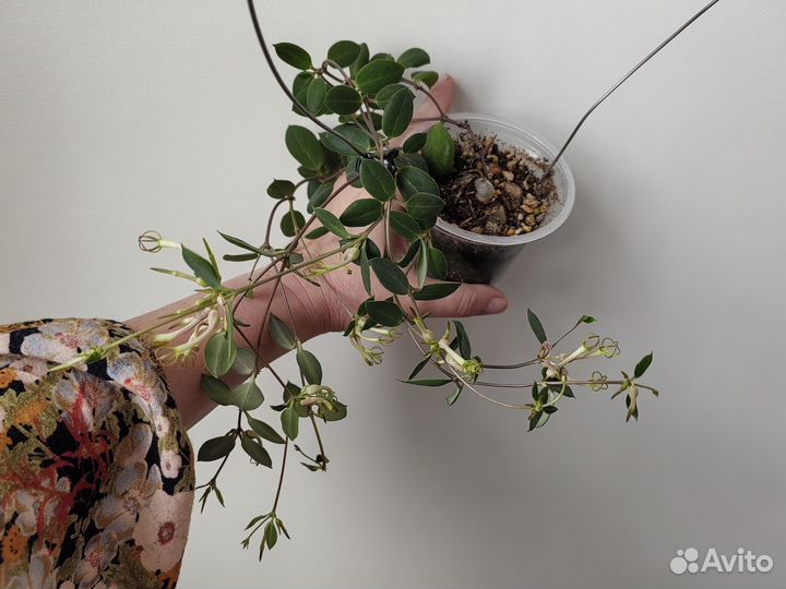 Редкая каудексная церопегия Конрати