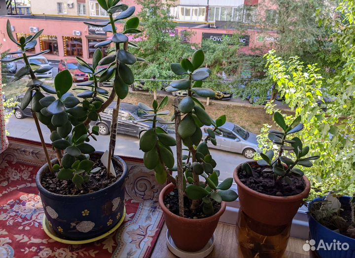 Толстянка, кактусята, Бенджамин, хлорофитум