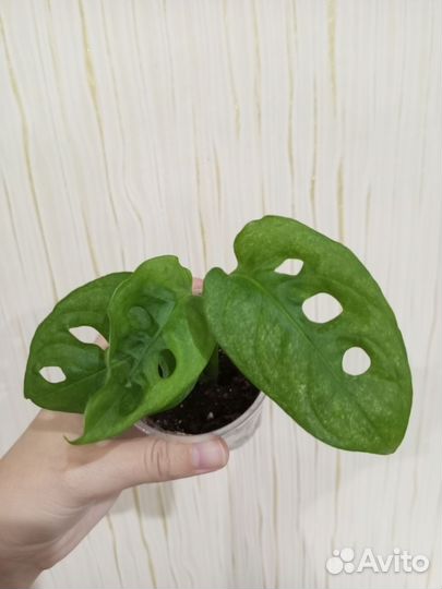 Монстера Адансони минт